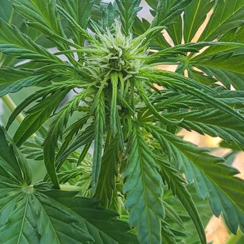 Mimosa Sunrise XXL Automatic growlog timeline photo