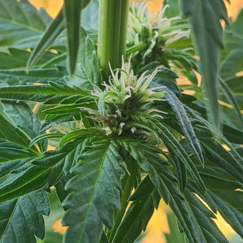 Mimosa Sunrise XXL Automatic growlog timeline photo