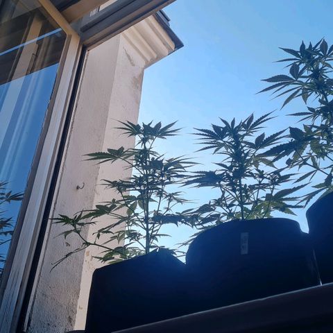Mimosa Sunrise XXL Automatic growlog timeline photo