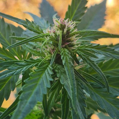 Mimosa Sunrise XXL Automatic growlog timeline photo