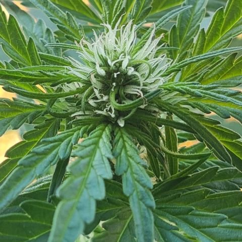 Mimosa Sunrise XXL Automatic growlog timeline photo