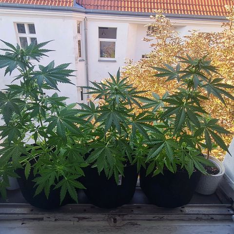 Mimosa Sunrise XXL Automatic growlog timeline photo