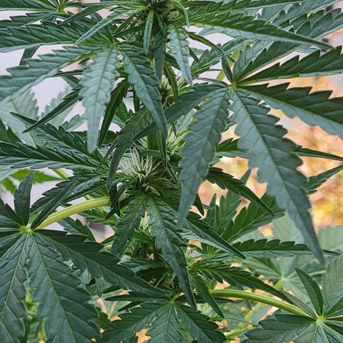 Mimosa Sunrise XXL Automatic growlog timeline photo