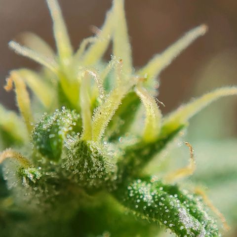 Mimosa Sunrise XXL Automatic growlog timeline photo