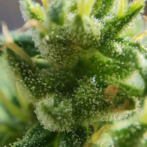 Mimosa Sunrise XXL Automatic growlog timeline photo