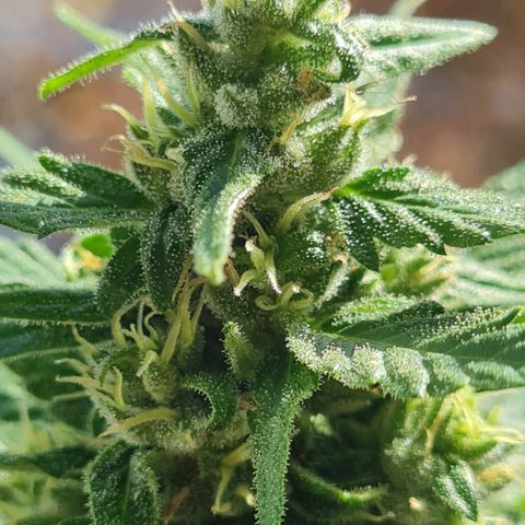 Mimosa Sunrise XXL Automatic growlog timeline photo