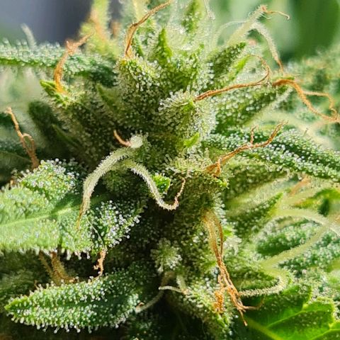 Mimosa Sunrise XXL Automatic growlog timeline photo