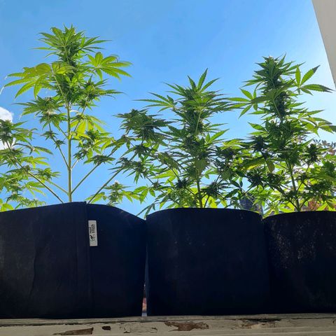 Mimosa Sunrise XXL Automatic growlog timeline photo