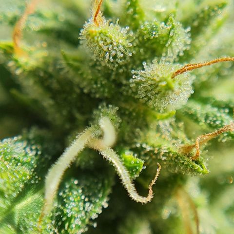 Mimosa Sunrise XXL Automatic growlog timeline photo