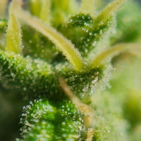 Mimosa Sunrise XXL Automatic growlog timeline photo
