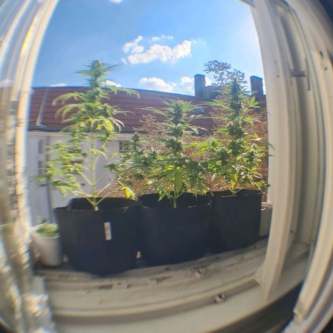 Mimosa Sunrise XXL Automatic growlog timeline photo