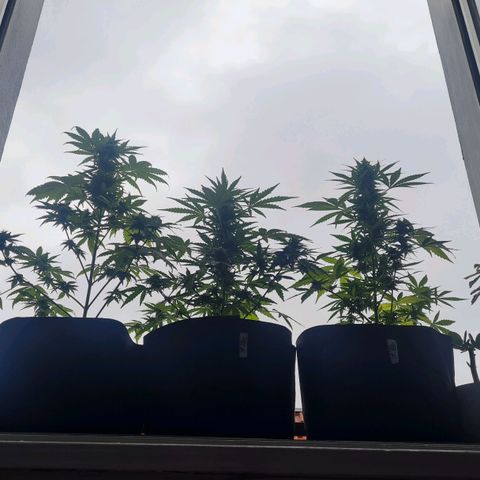 Mimosa Sunrise XXL Automatic growlog timeline photo