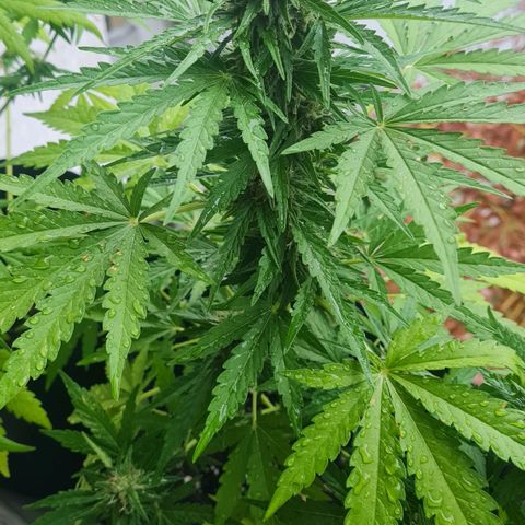 Mimosa Sunrise XXL Automatic growlog timeline photo