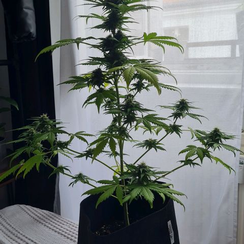 Mimosa Sunrise XXL Automatic growlog timeline photo