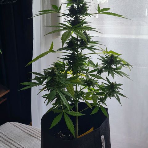 Mimosa Sunrise XXL Automatic growlog timeline photo