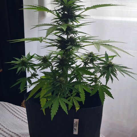 Mimosa Sunrise XXL Automatic growlog timeline photo