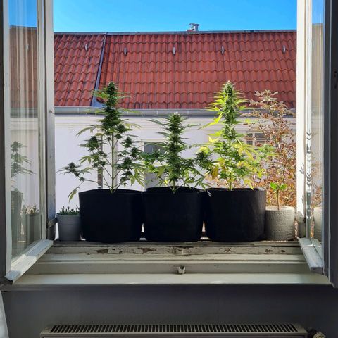 Mimosa Sunrise XXL Automatic growlog timeline photo