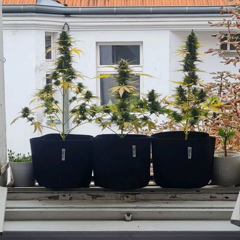 Mimosa Sunrise XXL Automatic growlog timeline photo
