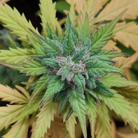 Mimosa Sunrise XXL Automatic growlog timeline photo