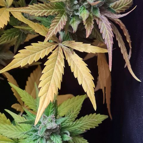 Mimosa Sunrise XXL Automatic growlog timeline photo
