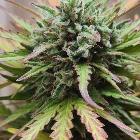 Mimosa Sunrise XXL Automatic growlog timeline photo