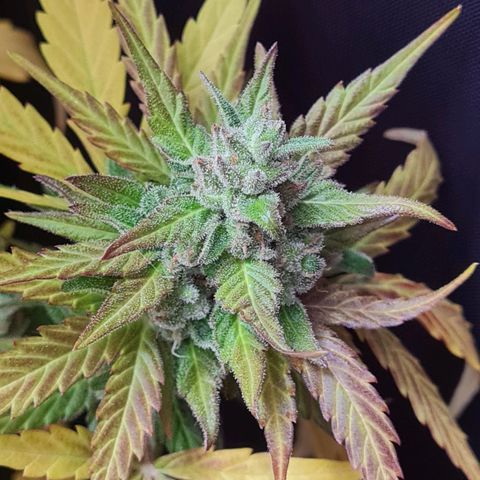 Mimosa Sunrise XXL Automatic growlog timeline photo