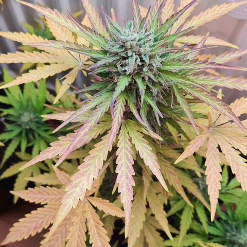 Mimosa Sunrise XXL Automatic growlog timeline photo