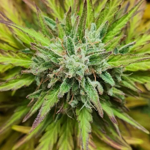 Mimosa Sunrise XXL Automatic growlog timeline photo