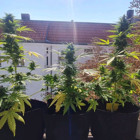 Mimosa Sunrise XXL Automatic growlog timeline photo