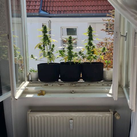 Mimosa Sunrise XXL Automatic growlog timeline photo