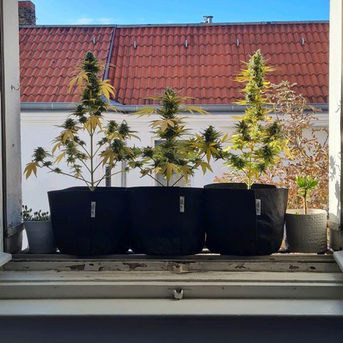 Mimosa Sunrise XXL Automatic growlog timeline photo