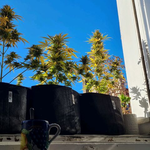 Mimosa Sunrise XXL Automatic growlog timeline photo