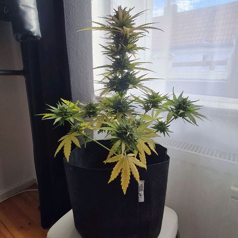 Mimosa Sunrise XXL Automatic growlog timeline photo
