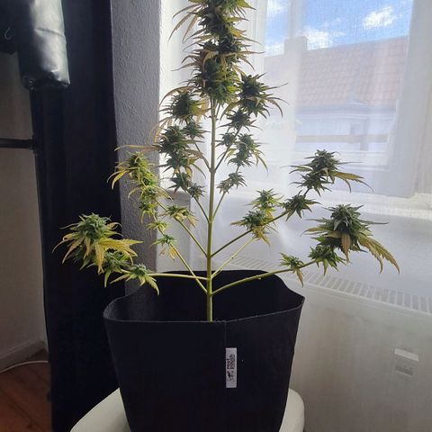 Mimosa Sunrise XXL Automatic growlog timeline photo