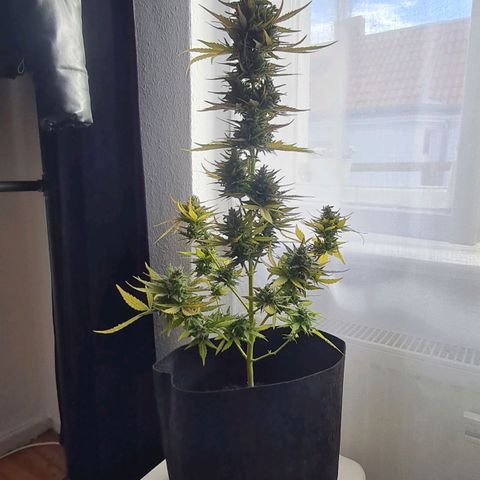 Mimosa Sunrise XXL Automatic growlog timeline photo