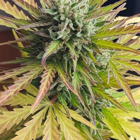 Mimosa Sunrise XXL Automatic growlog timeline photo