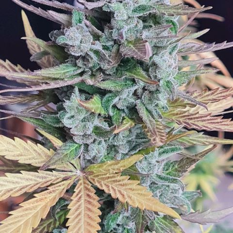 Mimosa Sunrise XXL Automatic growlog timeline photo