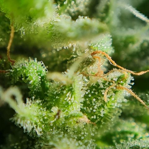 Mimosa Sunrise XXL Automatic growlog timeline photo