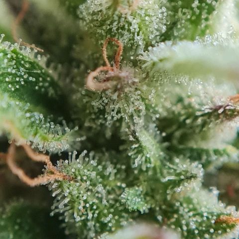 Mimosa Sunrise XXL Automatic growlog timeline photo