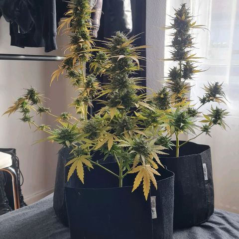Mimosa Sunrise XXL Automatic growlog timeline photo