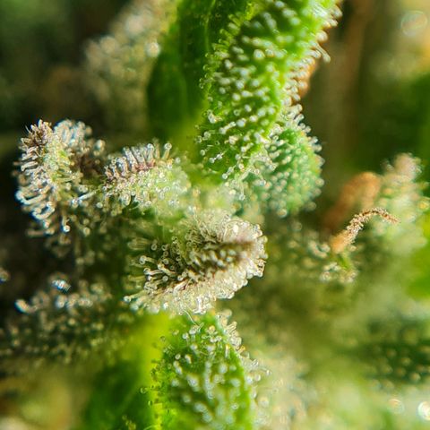 Mimosa Sunrise XXL Automatic growlog timeline photo