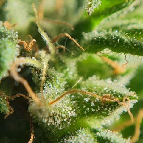 Mimosa Sunrise XXL Automatic growlog timeline photo