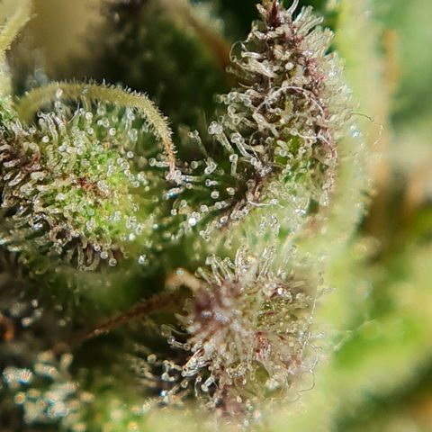 Mimosa Sunrise XXL Automatic growlog timeline photo