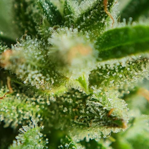 Mimosa Sunrise XXL Automatic growlog timeline photo