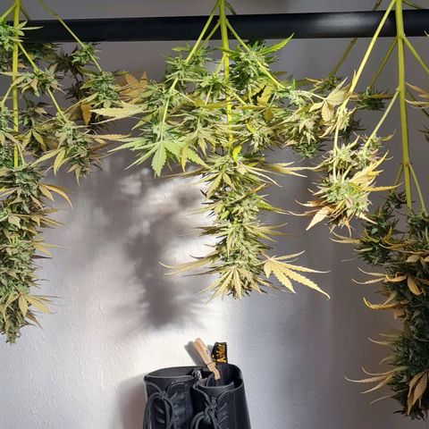 Mimosa Sunrise XXL Automatic growlog timeline photo