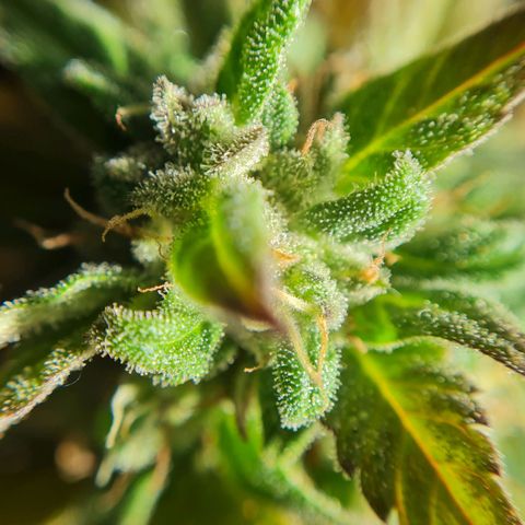 Mimosa Sunrise XXL Automatic growlog timeline photo