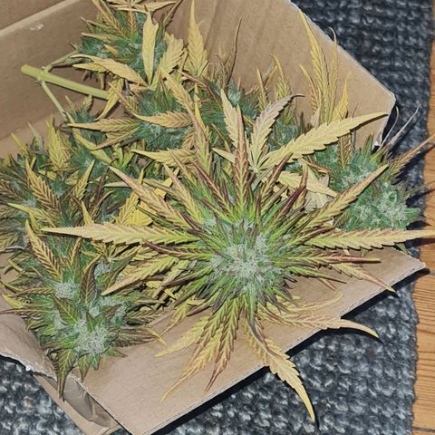 Mimosa Sunrise XXL Automatic growlog timeline photo