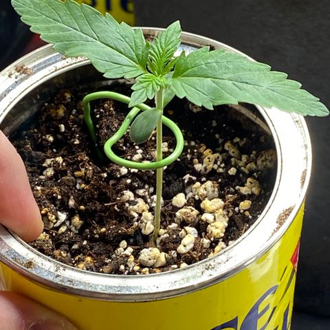 Unknown strain growlog photo: Week 2 from seed