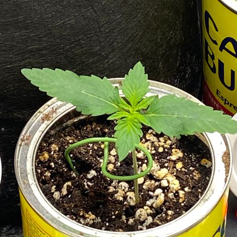 Unknown strain growlog timeline photo