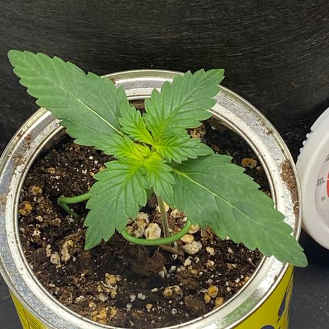 Unknown strain growlog photo: End of week 2 from seed